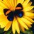 girasole1950